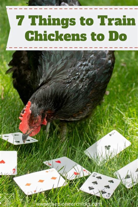 7 Things to Train Chickens to Do .